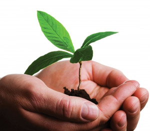 groei-plantje_2_081808dc-1100x964